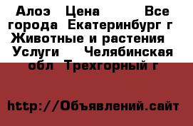 Алоэ › Цена ­ 150 - Все города, Екатеринбург г. Животные и растения » Услуги   . Челябинская обл.,Трехгорный г.